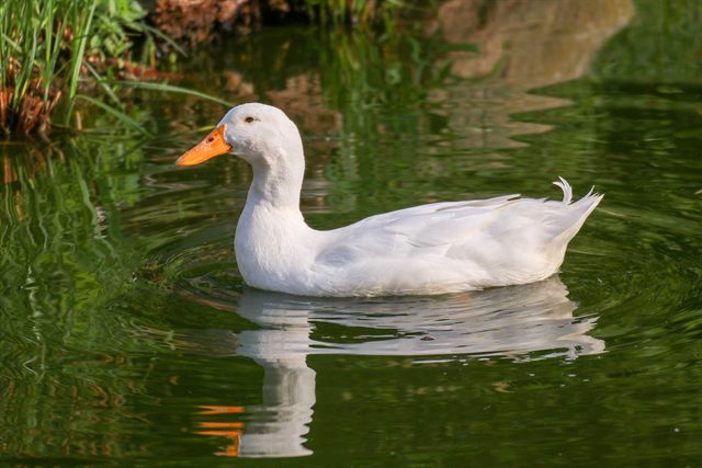 Weiße Ente schwimmt gemütlich über den grünen Teich