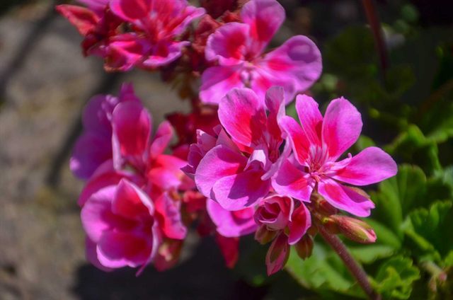 Leuchtend pinke Geranienblüten in der Sonne